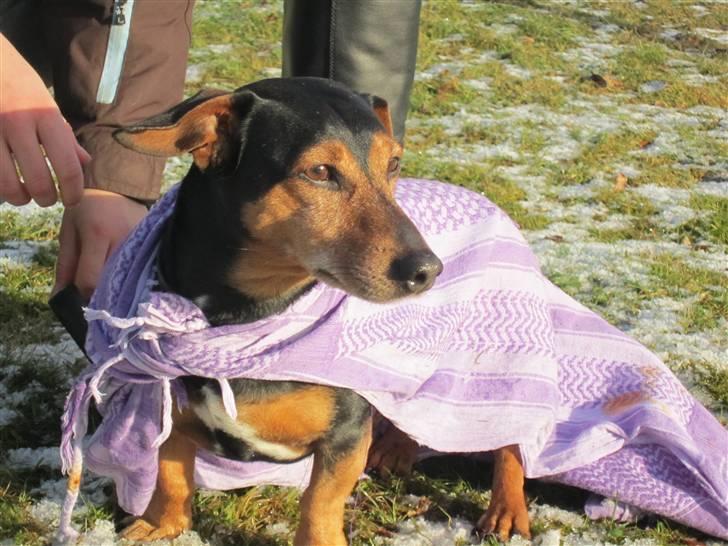 Blanding af racer Jack - Charmetrolden billede 5