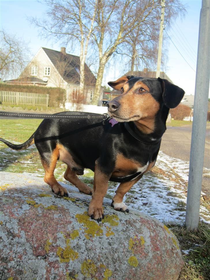 Blanding af racer Jack - Charmetrolden billede 4