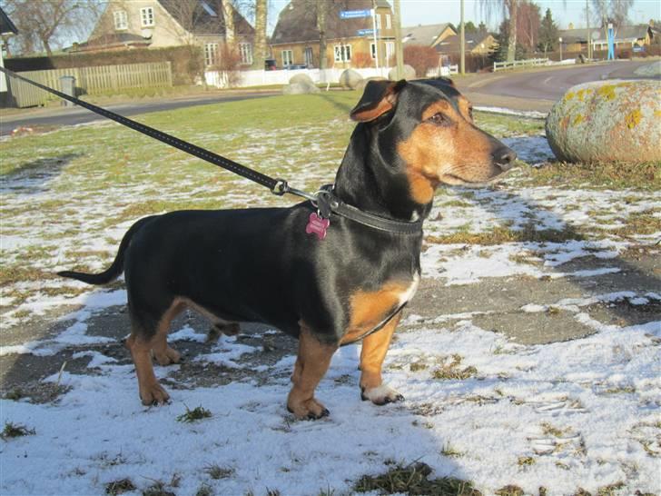 Blanding af racer Jack - Charmetrolden billede 8