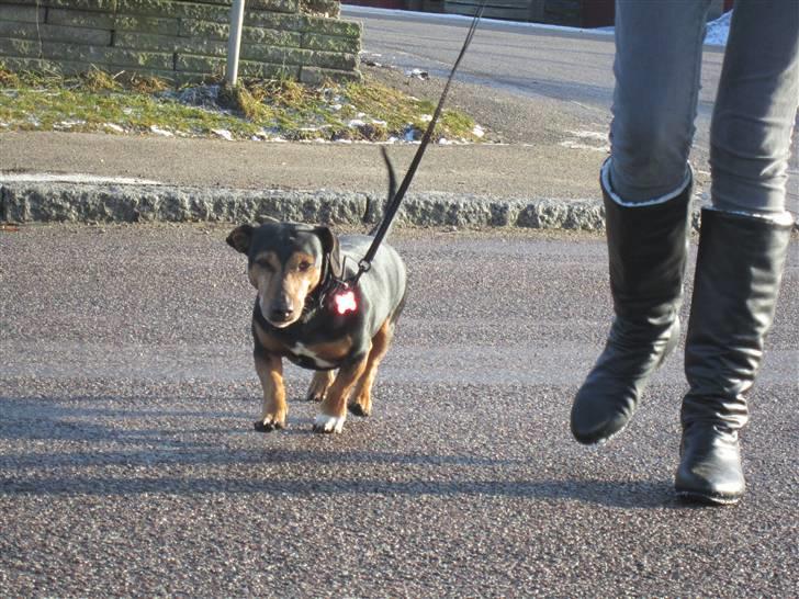 Blanding af racer Jack - Charmetrolden billede 10