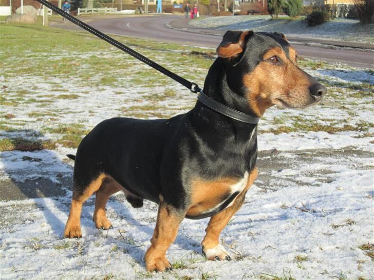 Blanding af racer Jack - Charmetrolden billede 18