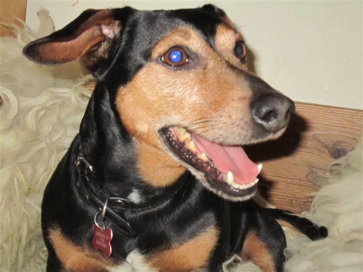 Blanding af racer Jack - Charmetrolden billede 12