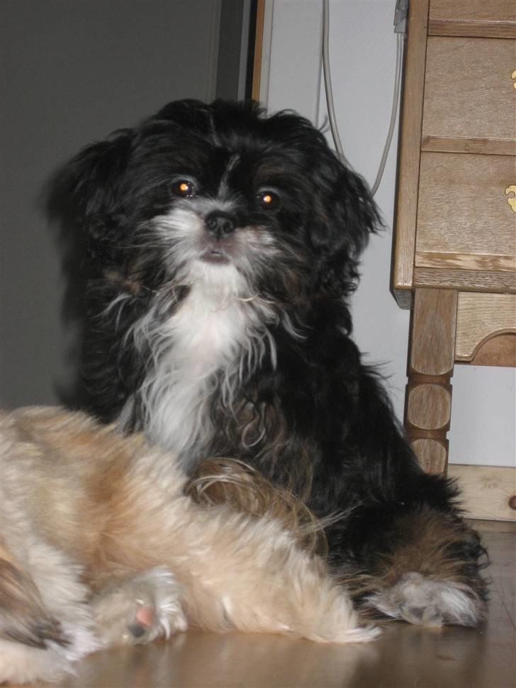 Blanding af racer Luna - Den nuttede billede 5