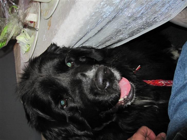 Newfoundlænder freja billede 1