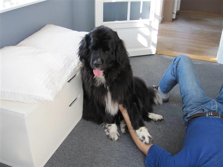 Newfoundlænder freja billede 2