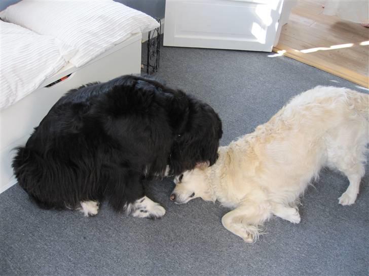 Newfoundlænder freja billede 3