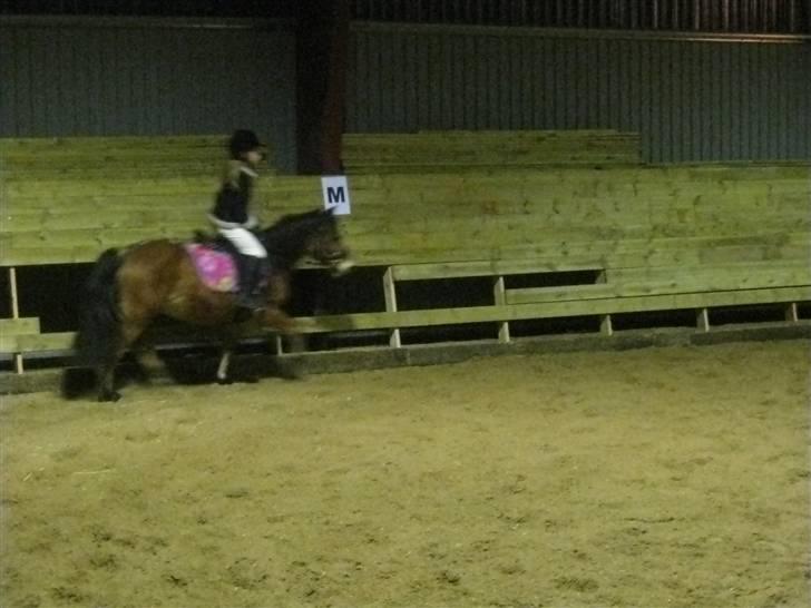 Newfoundlænder freja billede 4