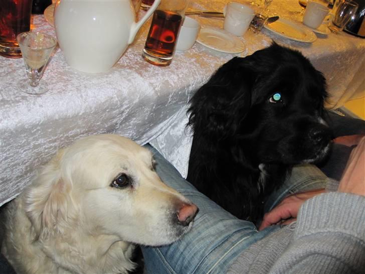 Newfoundlænder freja billede 5