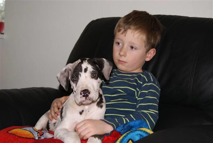 Grand danois Kato - Min ny menneske ven Florian billede 1