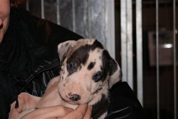 Grand danois Kato billede 2