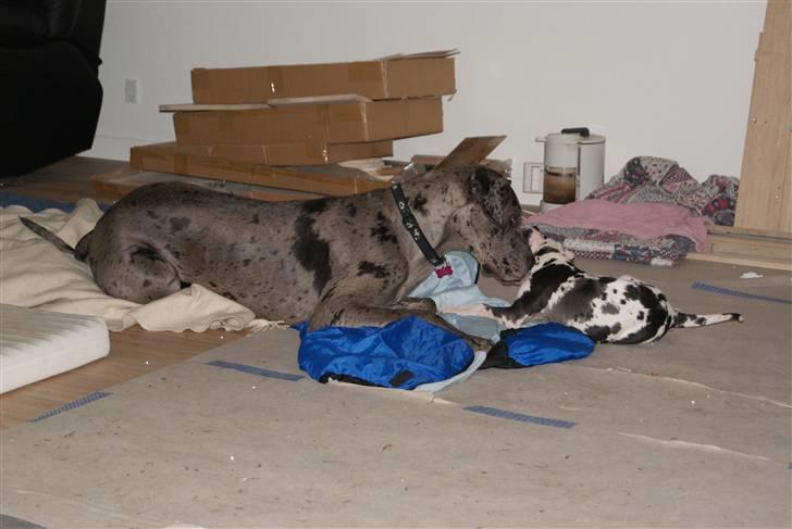 Grand danois Kato billede 4