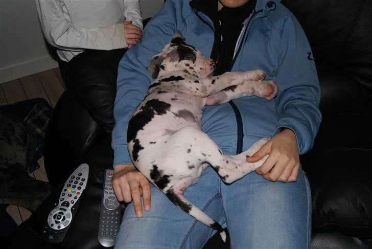 Grand danois Kato billede 5