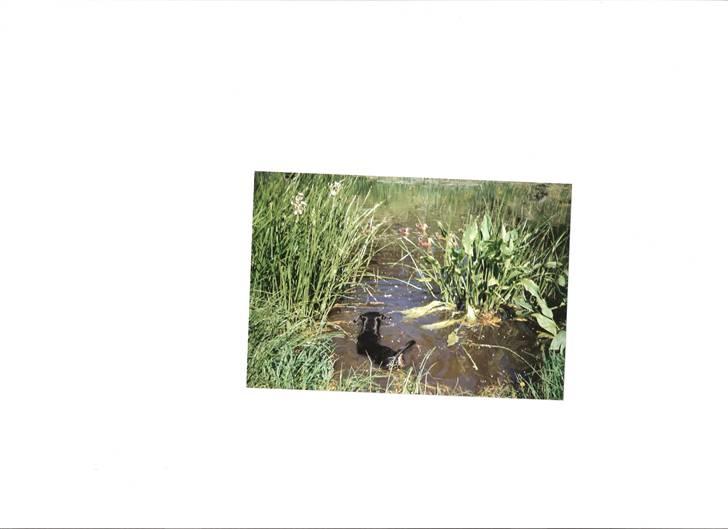 Blanding af racer *Watchout Micky* RIP billede 3