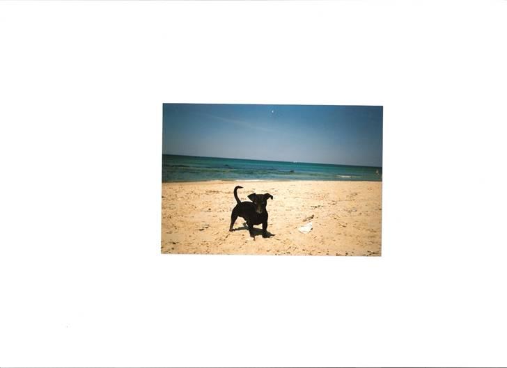 Blanding af racer *Watchout Micky* RIP - Micky som strandløve :) billede 6