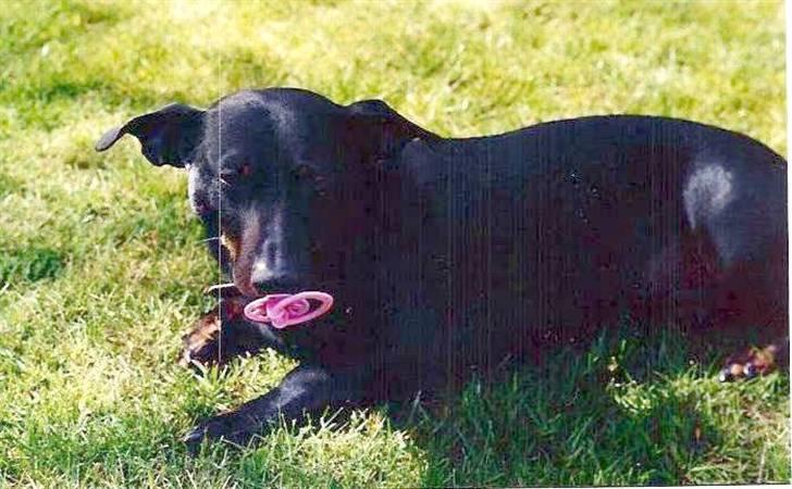 Blanding af racer *Watchout Micky* RIP - Micky som gik i barndommen :) billede 7