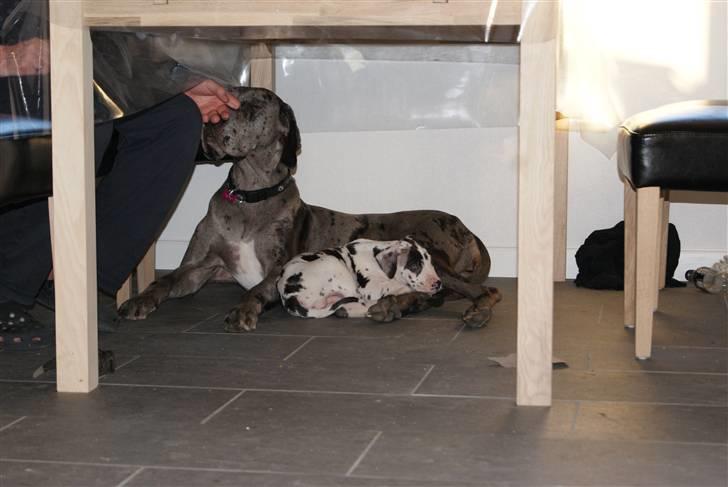 Grand danois Kato - Ligger lige og hygger med laika billede 7