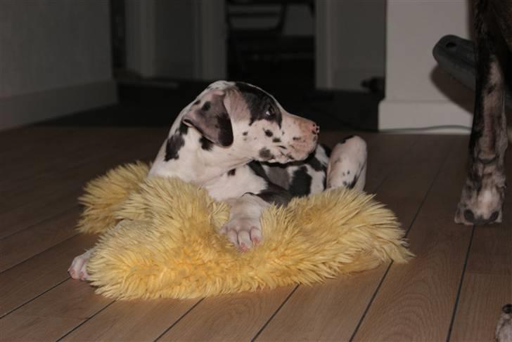 Grand danois Kato billede 8