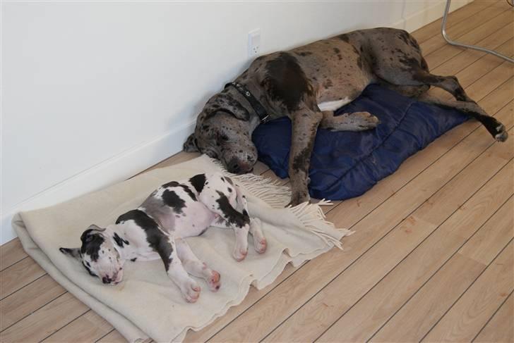 Grand danois Kato - Mig og min plejemor sover til middag billede 9