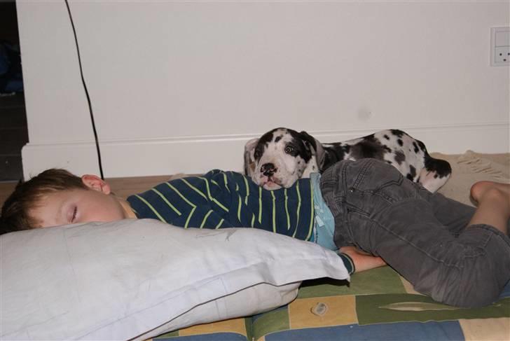 Grand danois Kato - Jeg passer på Florian når han sover billede 10