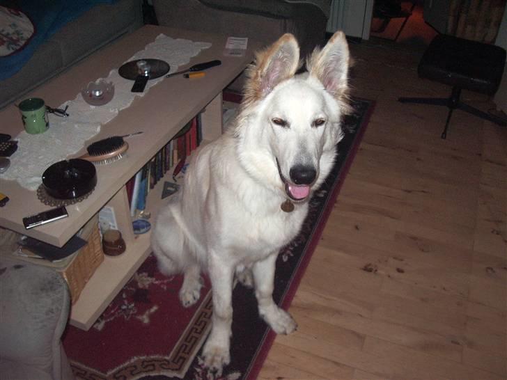 Hvid schæfer Manse billede 2