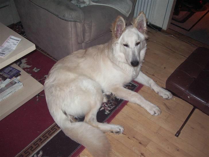 Hvid schæfer Manse billede 3