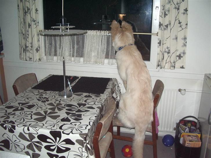 Hvid schæfer Manse billede 4