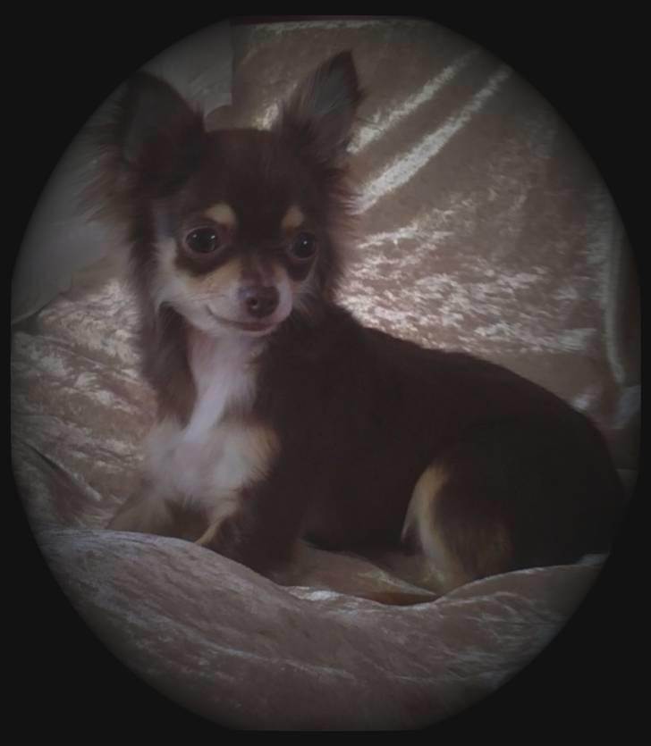 Chihuahua High Fly Cherie Mon Ami billede 18