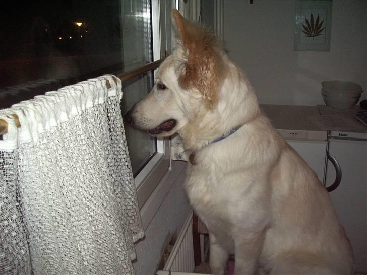 Hvid schæfer Manse billede 5