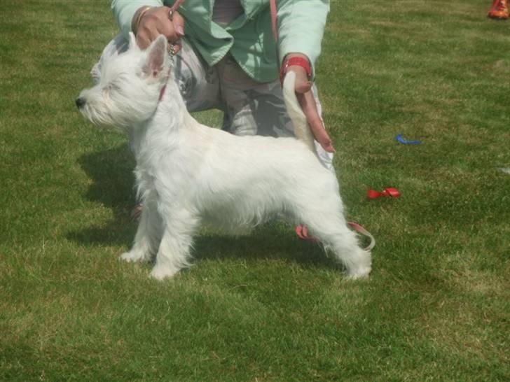 West highland white terrier Lucky billede 4