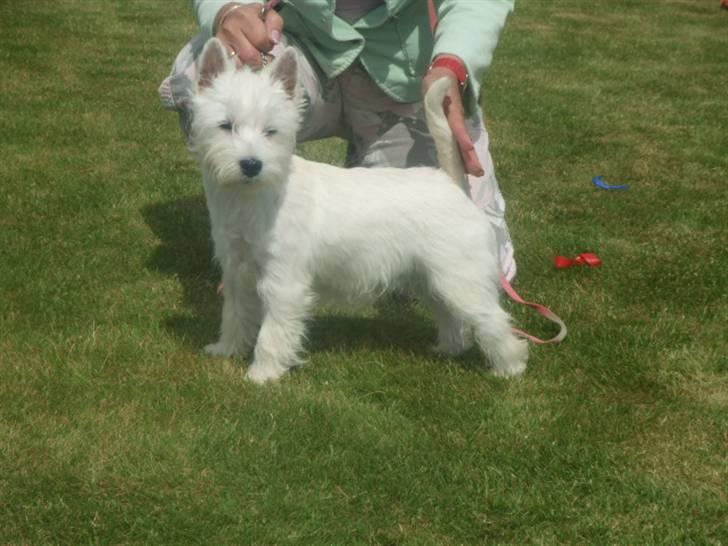 West highland white terrier Lucky billede 5