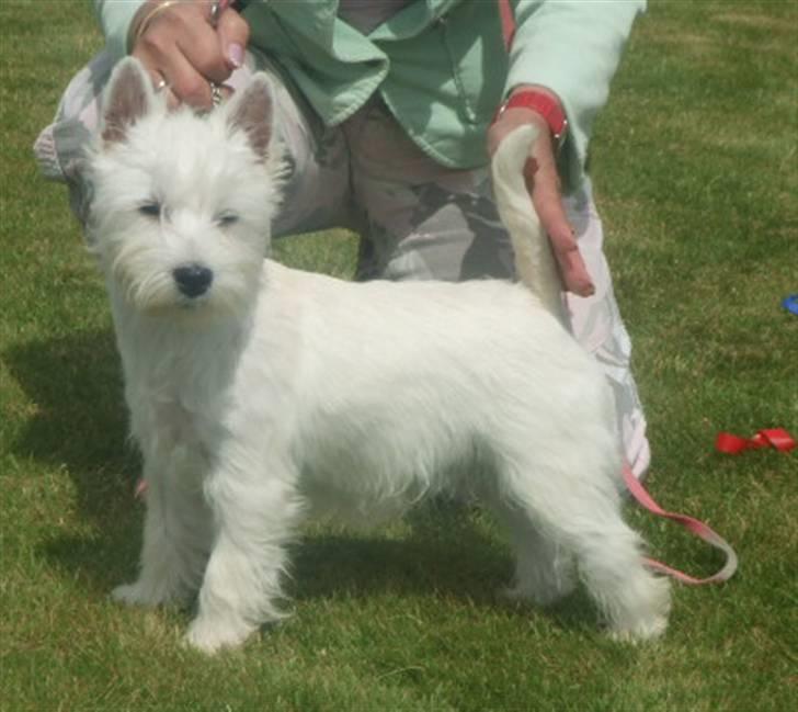 West highland white terrier Lucky - Udstilling i Hörby billede 6