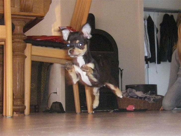 Chihuahua Fifi *RIP*  - Her kommer jeeeg!! PAS PÅÅÅ! billede 8