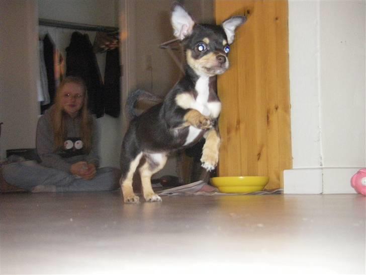 Chihuahua Fifi *RIP*  - Jeg elsker at lege!! billede 9