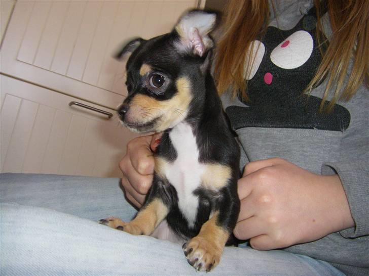 Chihuahua Fifi *RIP*  - Charmetrold <3 billede 10