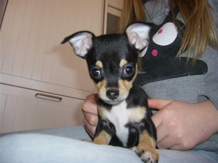 Chihuahua Fifi *RIP*  - Smukke, Smukke, Smukke ... billede 11