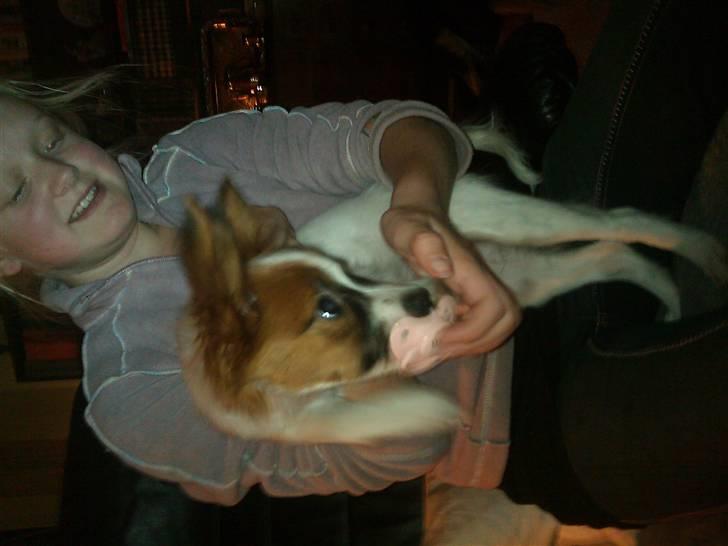 Papillon Ninja  - Ninja musen med sut i munden :) !!! <3 billede 2