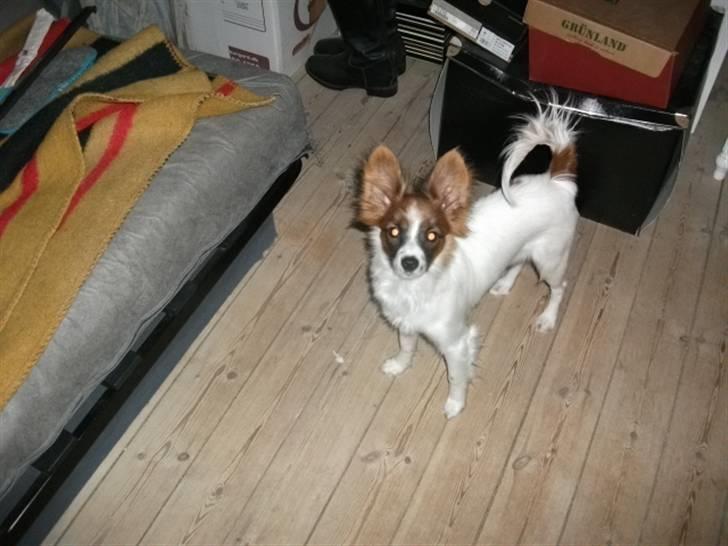Papillon Ninja  - <3 ! billede 3