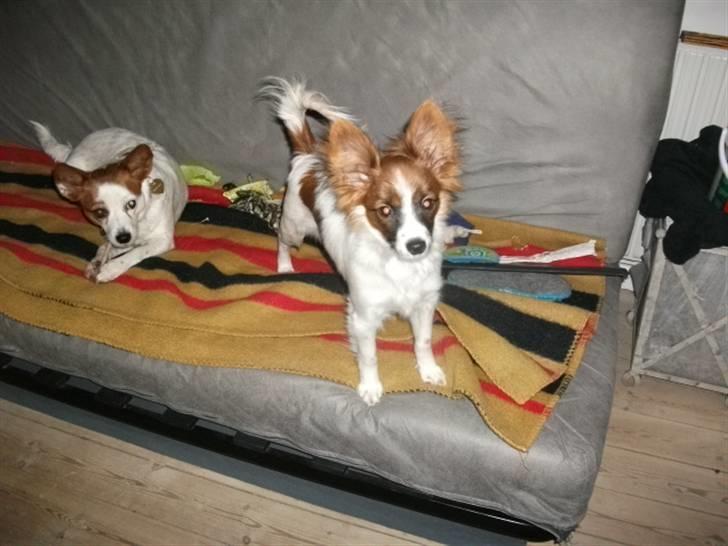 Papillon Ninja  - Fotomodel ! <3 :D billede 4