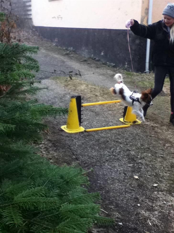 Papillon Ninja  - Ninja ude og springe !!!!!!!!!! :D <3 billede 6