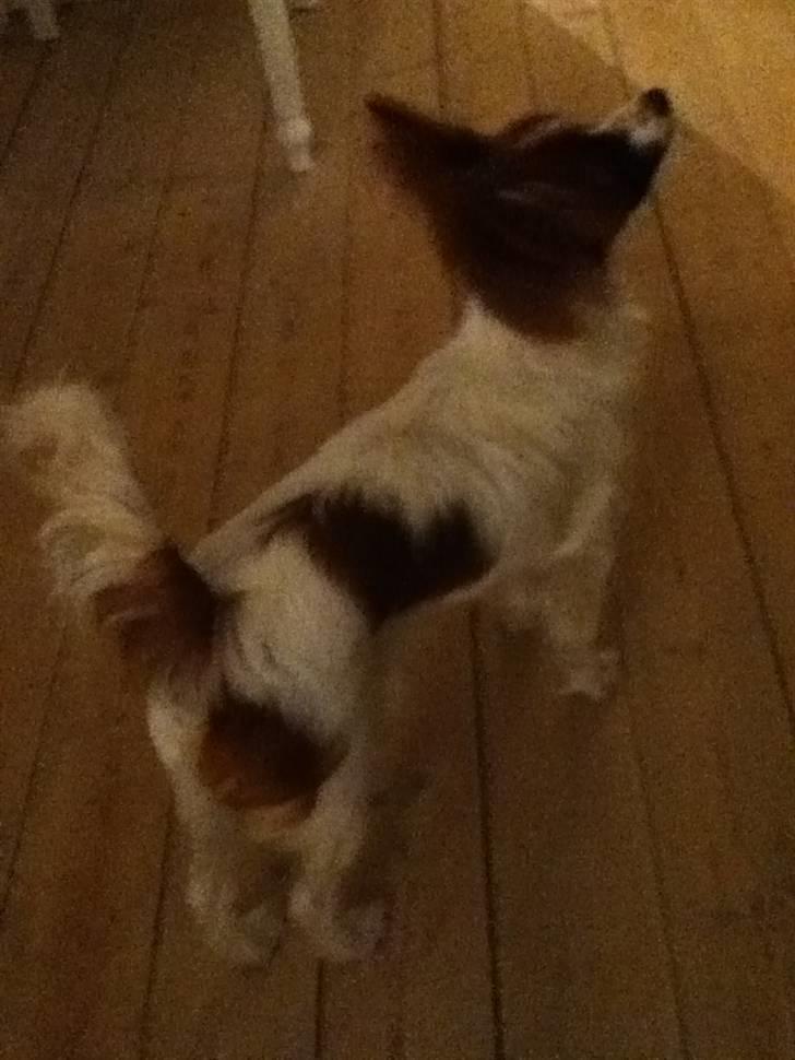 Papillon Ninja  - Du er bare såå smuk !!! :D <3 (undskyld kvalitet) billede 7
