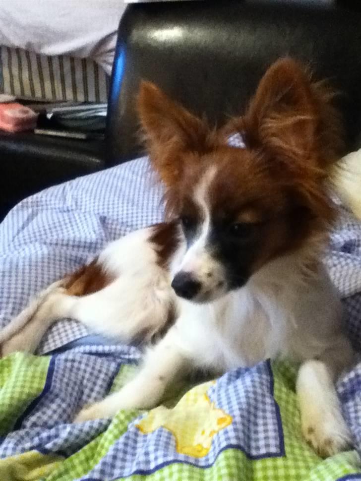 Papillon Ninja  -  !!!! :D <3 billede 9