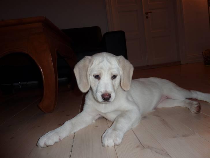 Blanding af racer Molly billede 1