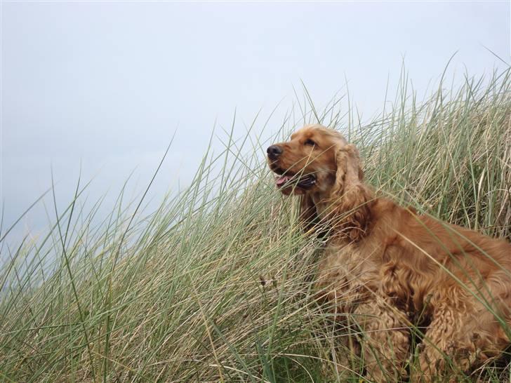 Cocker spaniel Diesel billede 17