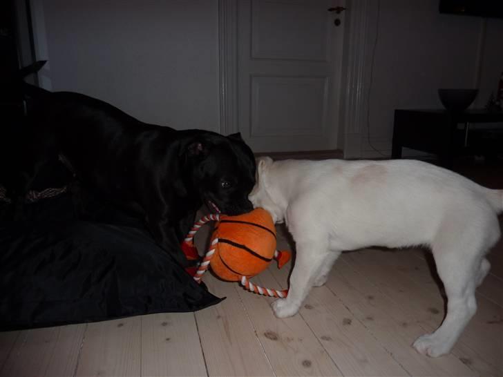 Blanding af racer Molly billede 2