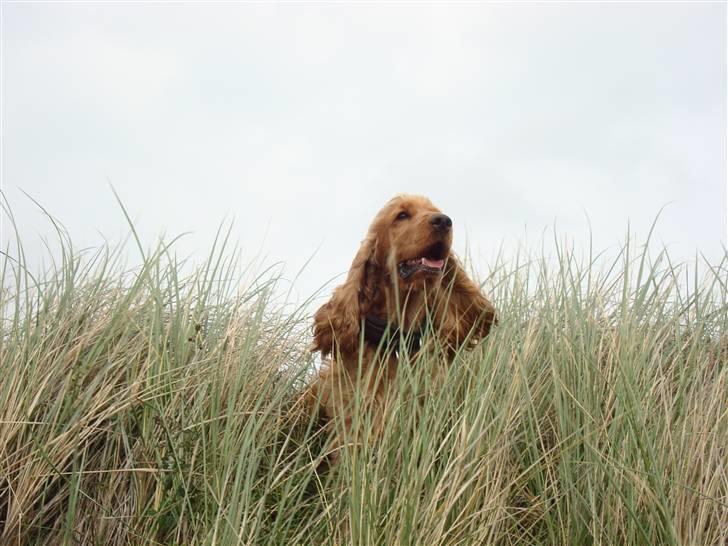 Cocker spaniel Diesel billede 18