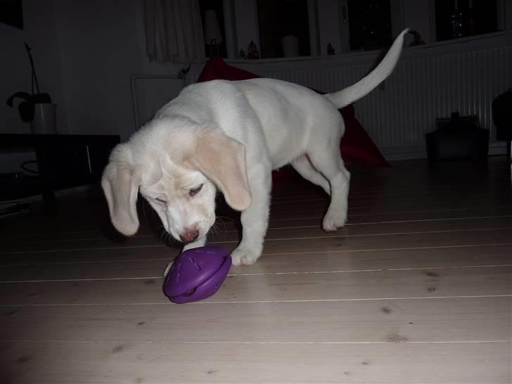 Blanding af racer Molly billede 3