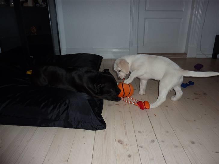 Blanding af racer Molly billede 4