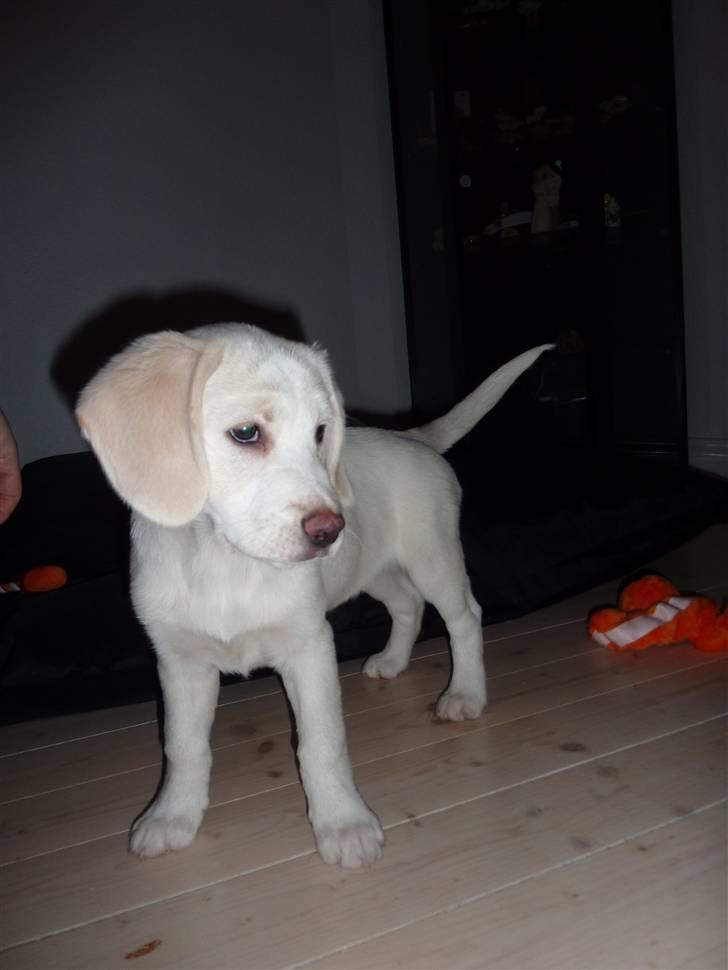 Blanding af racer Molly billede 5