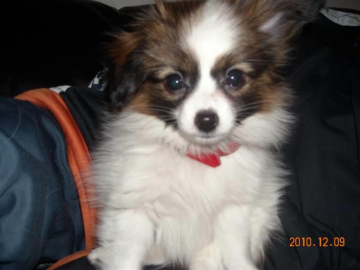 Papillon Cheri meget lille pige - Bette skønne mig :-) billede 1