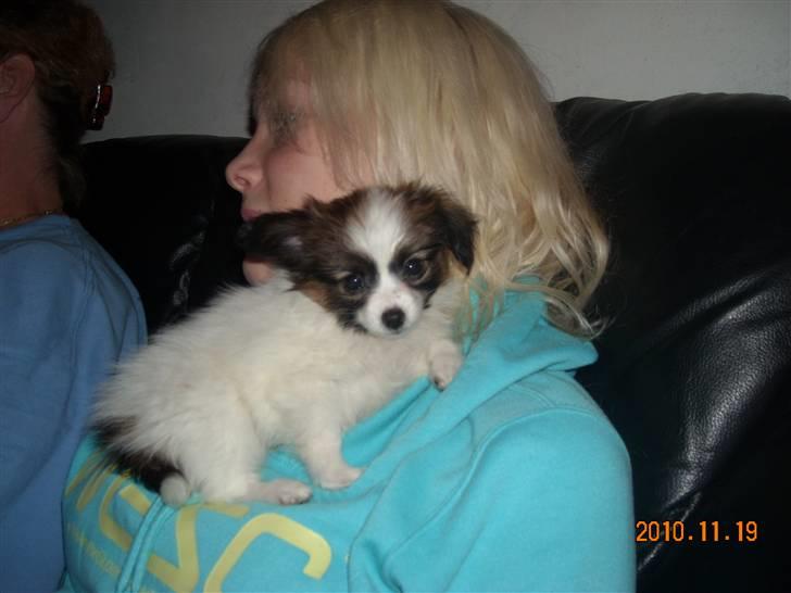 Papillon Cheri meget lille pige - Putter med Ditte billede 2